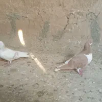 ساده|پرنده|اسحاق آباد, |دیوار