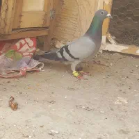 کفتر صید قلدر