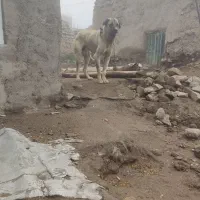 سگ عراقی 12ماهه