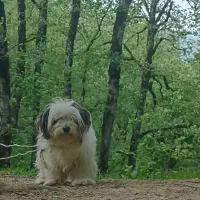 شیتزو اصل ماده برای «جفت» فقط