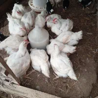 مرغ سبز گوشتی
