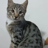 یک عدد گربه نر مهربون واگذار میشود