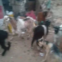 کهره چاق|حیوانات مزرعه|باغ ملک, |دیوار