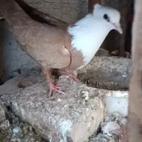 مانتانی یا مولتانی سیاه ،کلاغکاکل زرد ماده