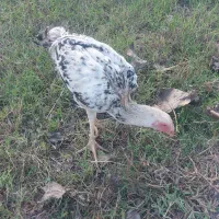 واکسن خورده سلام