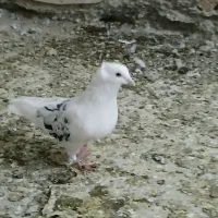 پشت هفترنگ