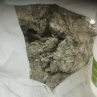 فضولات کبوتر