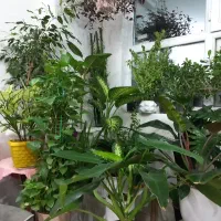 گل اپارتمانی