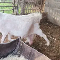 بز دو رگ پاکستانی ابستن سنگین دوقلوزا نزدیک