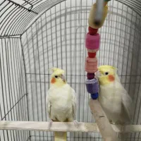 جفت عروس لوتینو سالم درشت|پرنده|اهواز, کوی ایثار|دیوار