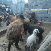 میش وبره چوان  ۶۲