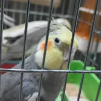 فروش ۴ عروس هلندی نیمه دستی و سرحال ارزان|پرنده|اهواز, کوی شهروند|دیوار