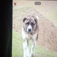 این‌دزدهشده|حیوانات|سلامی, |دیوار