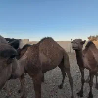 هفت نفر شتر