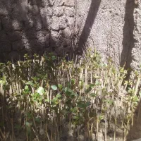 نهال انگور گشمشی .سیاه شانی شیرازی میرزایی تضمینی