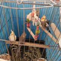 عروس هلندی جفت با جوجه|پرنده|شیراز, شهرک بهار|دیوار