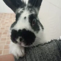 حیوان خانگی خرگوش|موش و خرگوش|دورود, |دیوار