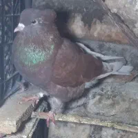 سرخ نوک سفید|پرنده|گرگان, |دیوار