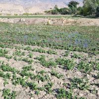زمین کشاورزی 3هکتار|فروش دفتر صنعتی، کشاورزی، تجاری|دوگنبدان, |دیوار