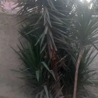 یوگا بزرگ کاشته در زمین