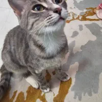 واگذاری گربه|گربه|بابل, |دیوار