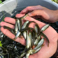 بچه ماهی آمور گیاهخوار