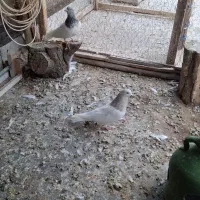 باشلی نروماده