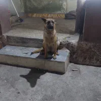 واگذاری سگ ژرمن