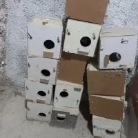 لونه کوتوله و مرغ عشق
