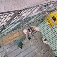 فنچ تخم گذار|پرنده|الیگودرز, |دیوار