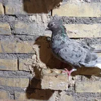 سوسنگرد فرهنگیان