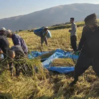 برنج کامفیروزی|خوردنی و آشامیدنی|کر, |دیوار