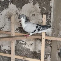 کبوتر چادری