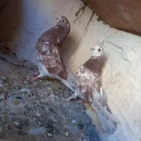 کبوتر نوک ریز چشم نوک