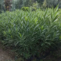 خرزهره ،میخک،مینیاتوری،شمشادطلایی،کاج