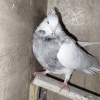 کفتر|پرنده|شیراز, کوشک میدان|دیوار