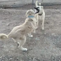 سگ سرابی 7 ماهه