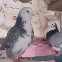 کبوتر ابلغ گم شده هر کس پیدا کرد شیرینی داره