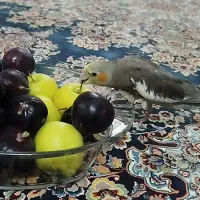 گم شده عروس هلندی مژدگانی دارد گمشده|پرنده|قم, زینبیه|دیوار