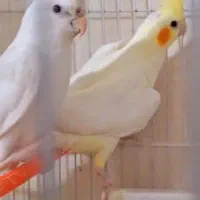 عروس هلندی حراج