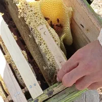 عسل|خوردنی و آشامیدنی|اهواز, کوی طلاب|دیوار