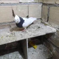 کبوتر طوقی سیاه نردرجه یک|پرنده|الشتر, |دیوار