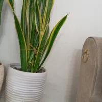 گل سانسوریا طبیعی با گلدان سرامیکی سفید