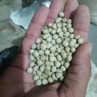 بذر نخود فرنگی خارجی پلمپ|عمده‌فروشی|آزادشهر, |دیوار