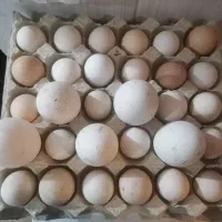 انواع تخم نطفه دار طیور برای جوجه کشی و خوردن
