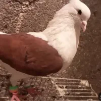 کبوتر گمشده