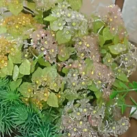 گل مصنوعی|گل مصنوعی|شوشتر, |دیوار