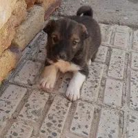 توله سگ پاکوتاه ماده معاوضه دارم