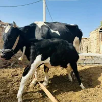 گاوبا گوساله