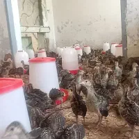 جوجه بوقلمون32روزه جوجه 27روزه